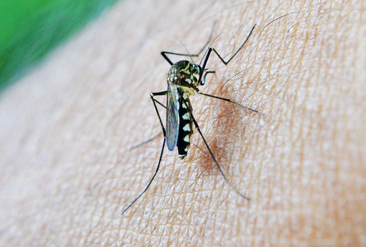 Estas son las recomendaciones para evitar la malaria.