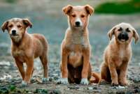 Perros y gatos buscarán una nueva familia en la jornada de adopciones de Quito. 