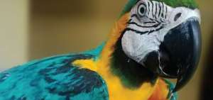 Rescatan en Sucumb&iacute;os a guacamayo azul, v&iacute;ctima de tr&aacute;fico ilegal