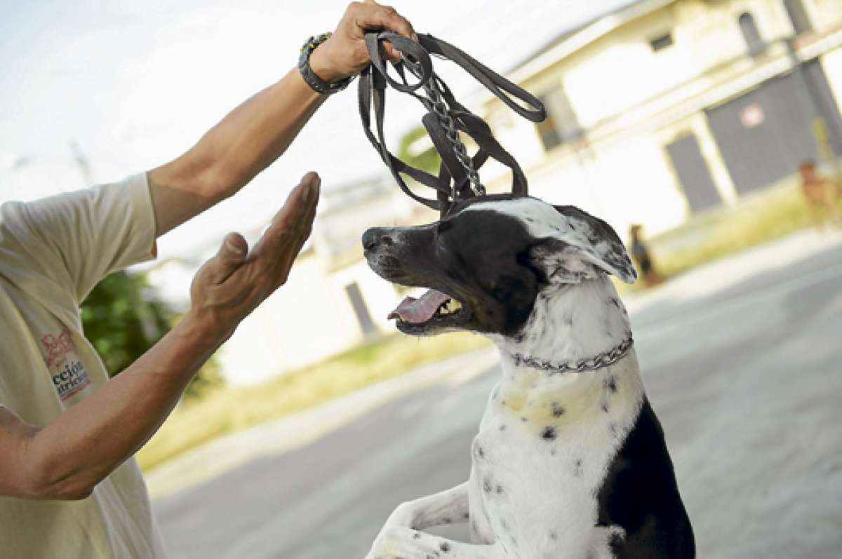 Los ejercicios de los canes tienen que efectuarse con todas las seguridades para no afectar la salud del animal. Foto: Pilar Vera / El Tel&eacute;grafo