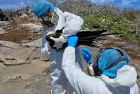 El Gobierno implementa acciones para evitar la propagación de la influenza aviar en las Islas Galápagos.