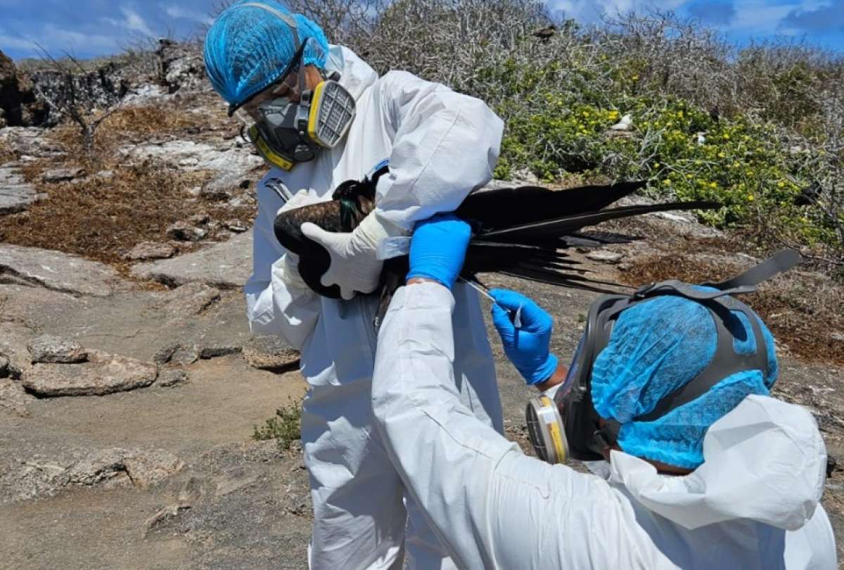 El Gobierno implementa acciones para evitar la propagación de la influenza aviar en las Islas Galápagos.