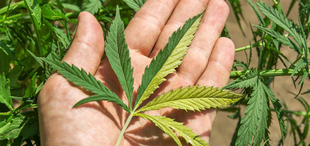 El cannabis tambi&eacute;n es utilizado para tratar el insomnio. Se conoce que la marihuana fue utilizada por el ser humano desde hace miles de a&ntilde;os.