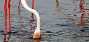El santuario de los flamingos