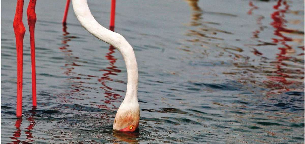 El santuario de los flamingos