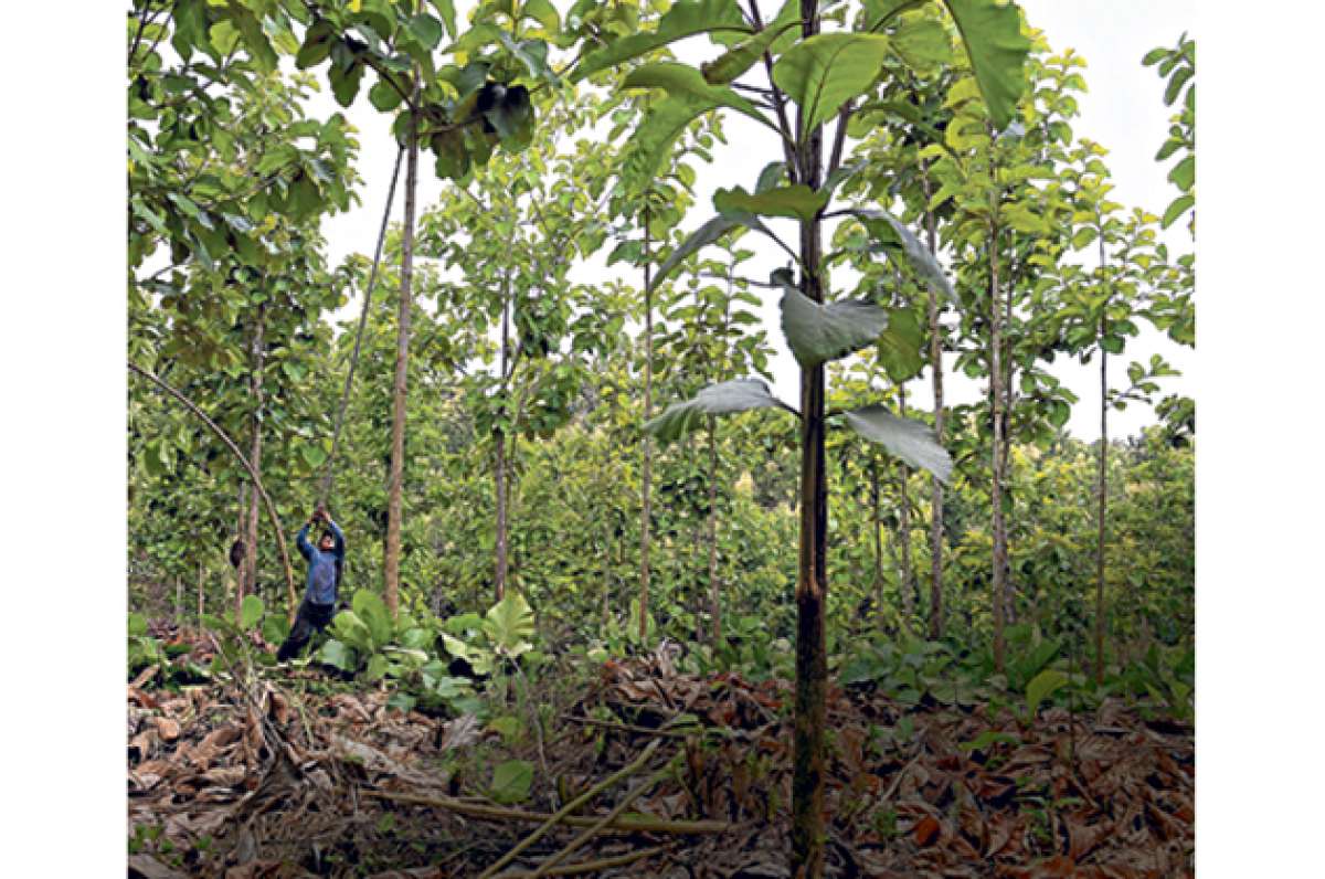 En Guayas, Los R&iacute;os, Manab&iacute; y Santo Domingo de los Ts&aacute;chilas es donde se concentra la mayor parte de las aproximadamente 1.200 plantaciones del &aacute;rbol. Foto: Jos&eacute; Mor&aacute;n / El Tel&eacute;grafo