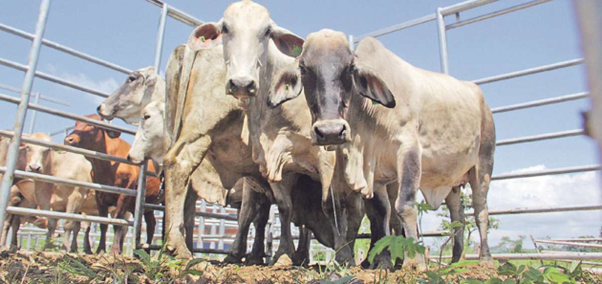 La meta del Magap es que en la provincia de Manab&iacute; funcionen 25 centros de abastecimiento bovino y transformar a la provincia en una potencia ganadera. Foto: cortes&iacute;a