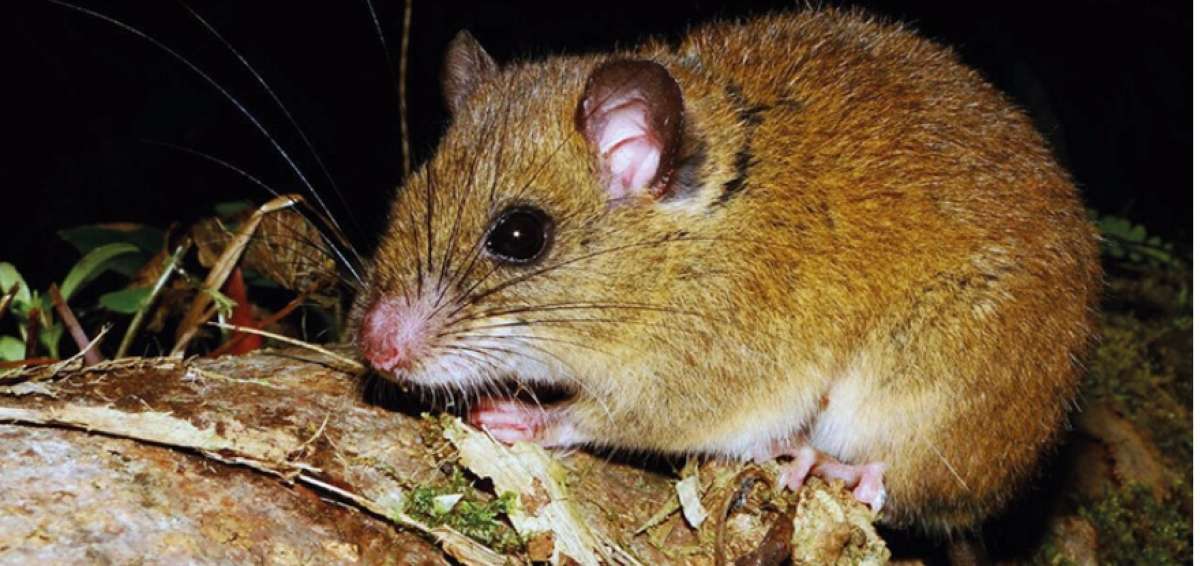 Cient&iacute;ficos descubren rata trepadora en parque nacional