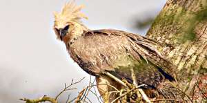Loma Alta fue declarada por BirdLife International como Zona de Importancia para la Conservaci&oacute;n de Aves. Foto: Archivo