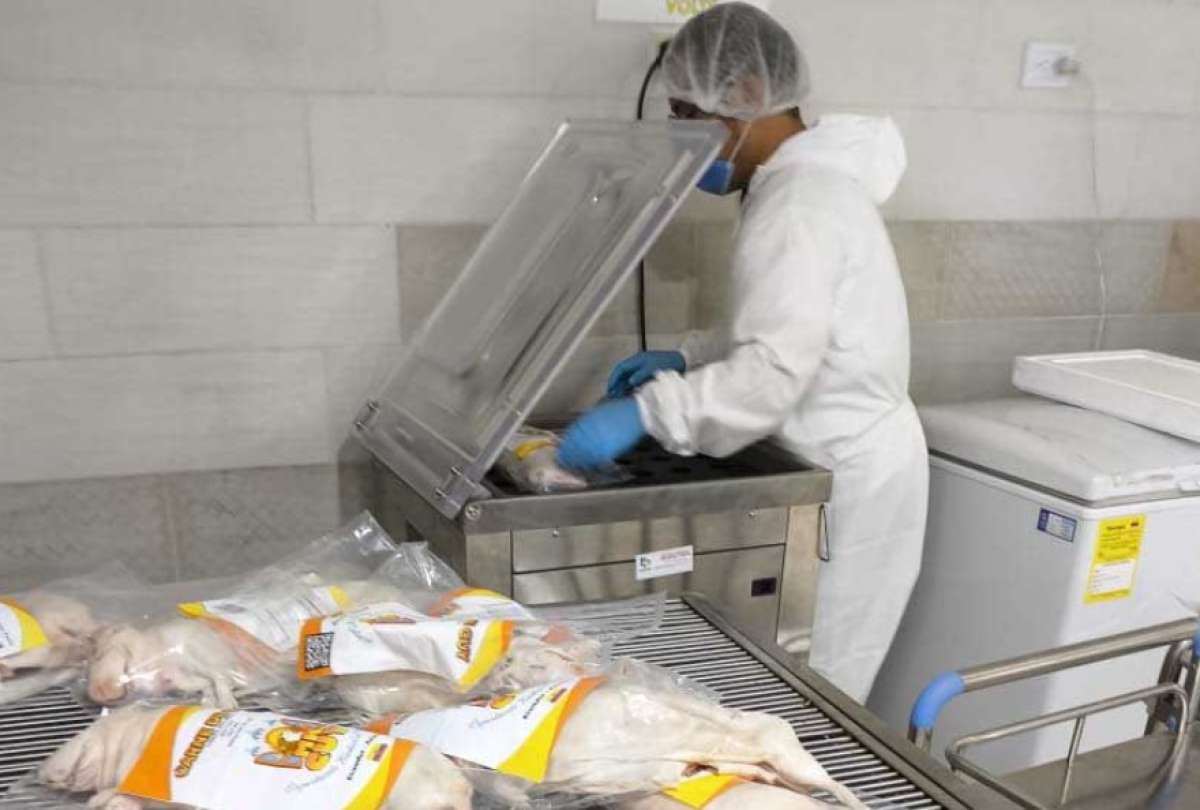 Los cuyes envasados al vacío en Azuay llegaron a Nueva York.