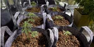  Gobierno mexicano da in&eacute;dito permiso a 4 personas para que cultiven y consuman marihuana