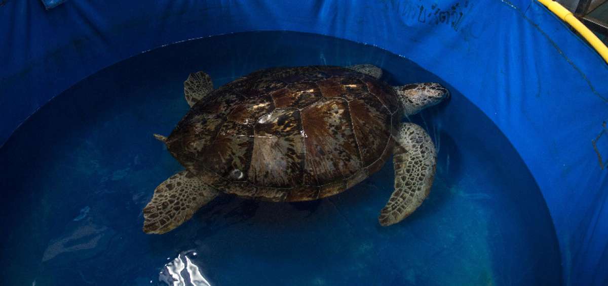 Tortuga tailandesa que se trag&oacute; 915 monedas vuelve a nadar