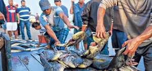 Los desbuchadores se toman escasos minutos para sacarle las v&iacute;sceras a los pescados y entregar el producto a los clientes. Foto: Rodolfo P&aacute;rraga / El Tel&eacute;grafo