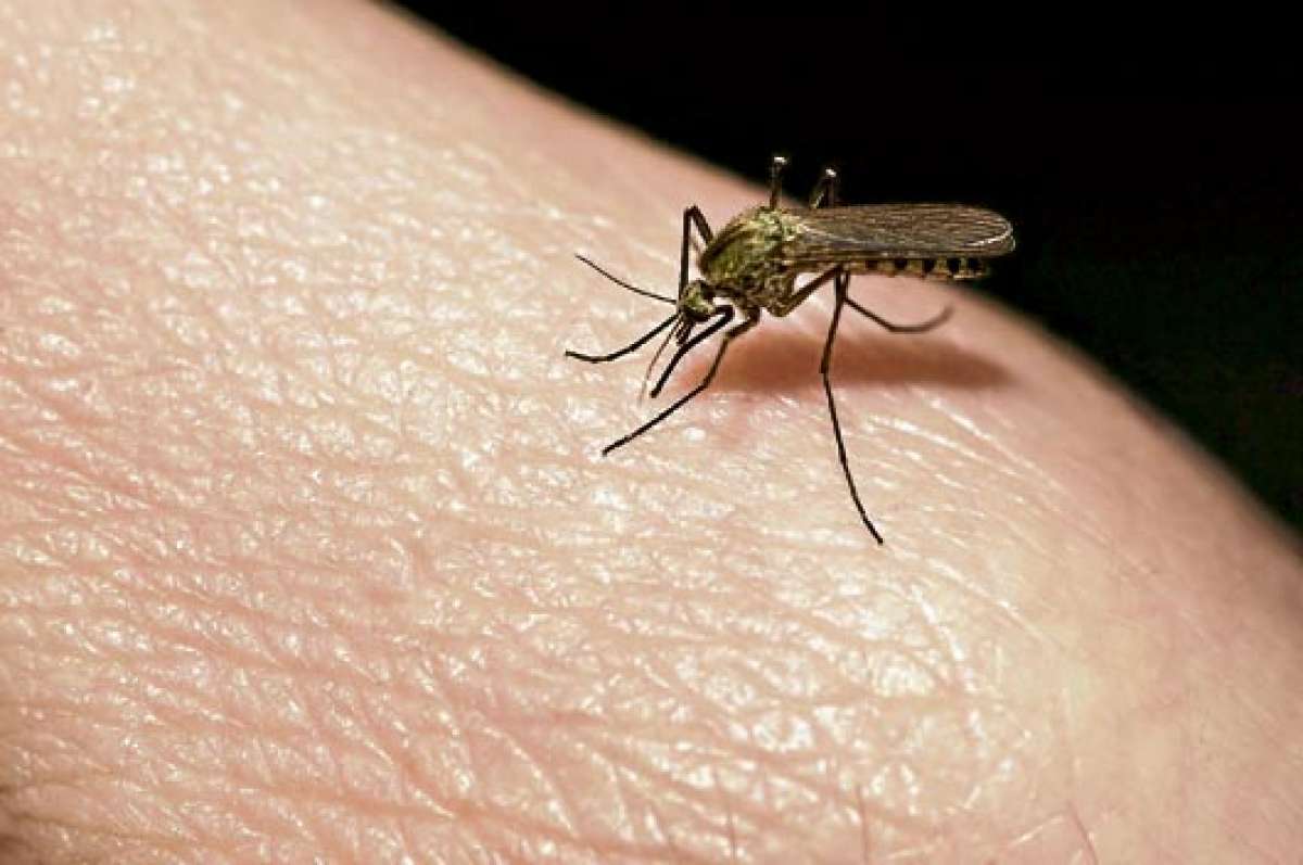 Reportan el primer caso de chikungunya en Colombia