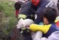 Bomberos de Quito rescataron a un perro que cayó en una quebrada