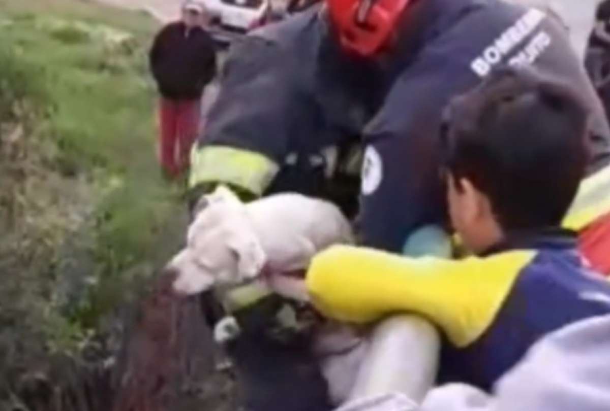 Bomberos de Quito rescataron a un perro que cayó en una quebrada