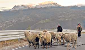 Las ovejas y el pastoreo son las actividades econ&oacute;micas que todav&iacute;a persisten en las comunidades rurales de la serran&iacute;a, especialmente en los p&aacute;ramos. Foto: Roberto Ch&aacute;vez / El Tel&eacute;grafo