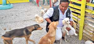 Ambato tiene albergue y ordenanzas que garantizan los derechos de las mascotas