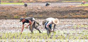 Para la d&eacute;cada del 70 se contaba con 1,63 hect&aacute;reas de tierras agr&iacute;colas per c&aacute;pita, &iacute;ndice que para 2014 se redujo a 0,43. Foto: Miguel Castro / El Tel&eacute;grafo