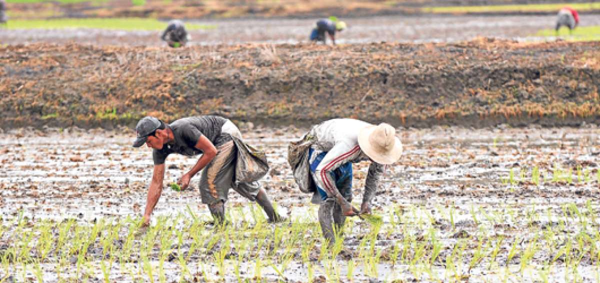 Para la d&eacute;cada del 70 se contaba con 1,63 hect&aacute;reas de tierras agr&iacute;colas per c&aacute;pita, &iacute;ndice que para 2014 se redujo a 0,43. Foto: Miguel Castro / El Tel&eacute;grafo