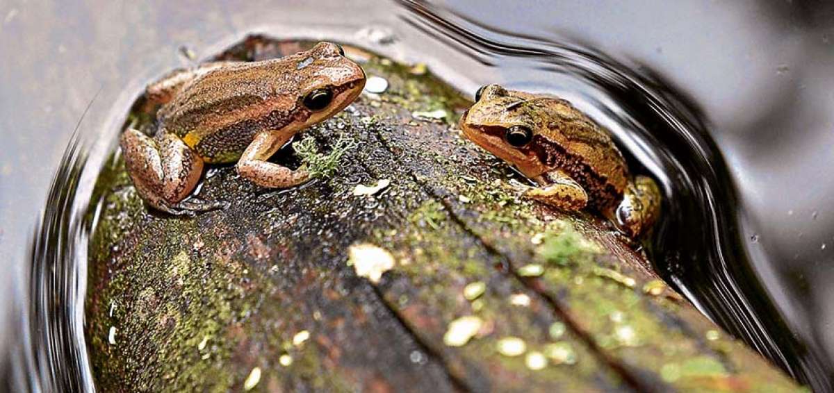 En 2013, el Cabildo emprendi&oacute; un plan piloto con el que ya se han   reintroducido en peque&ntilde;os humedales ejemplares de 2 especies en peligro de extinci&oacute;n: la rana cohete y la marsupial. 