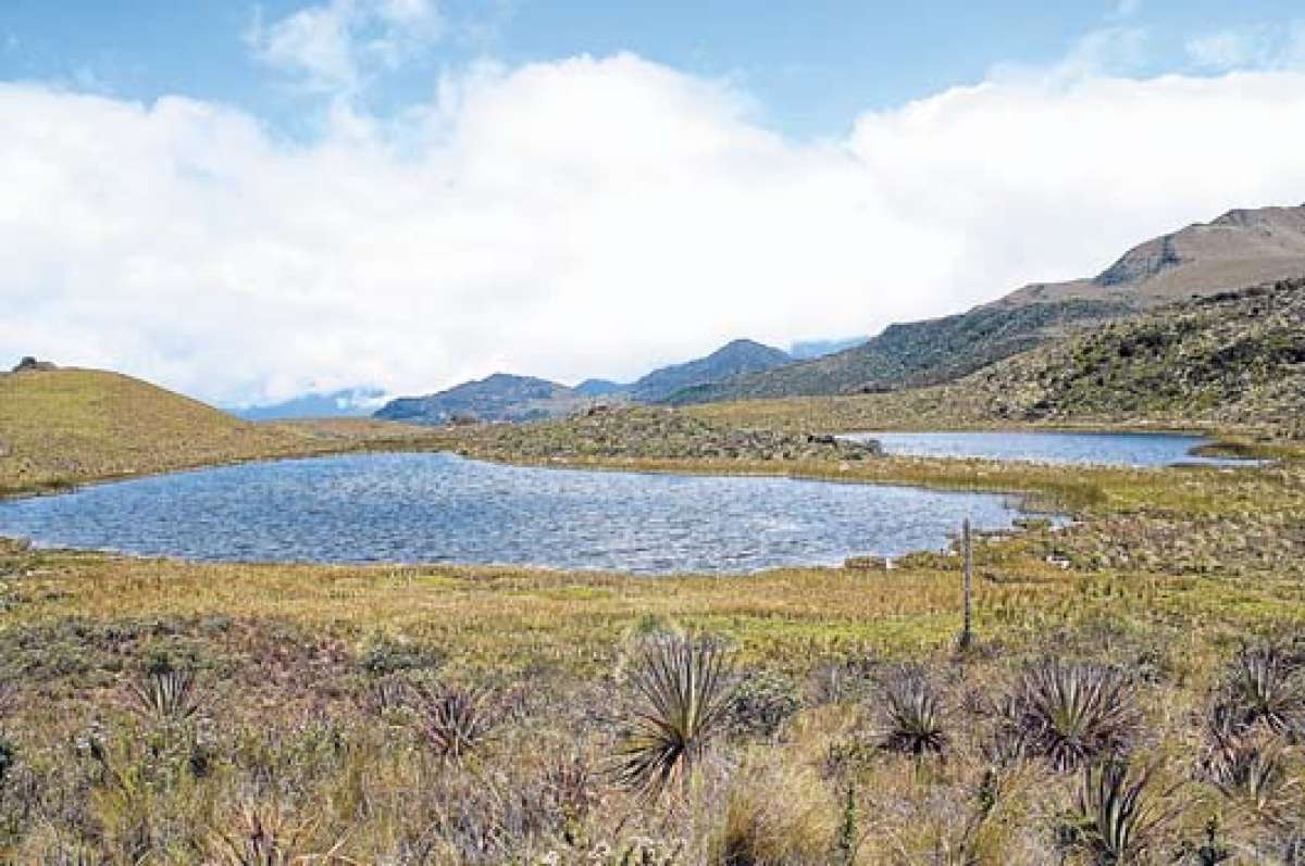 La armon&iacute;a entre la vegetaci&oacute;n end&eacute;mica y la nula intervenci&oacute;n humana mantienen intacto el bosque nativo. Fotos: Roberto Ch&aacute;vez│El Tel&eacute;grafo