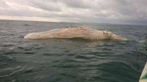 Autoridades investigar&aacute;n muerte de una ballena en Muisne