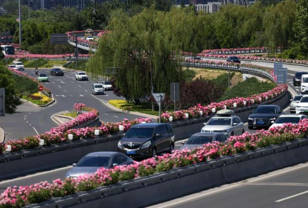 una calle decorada con rosas chinas en flor, en Beijing, capital de China.