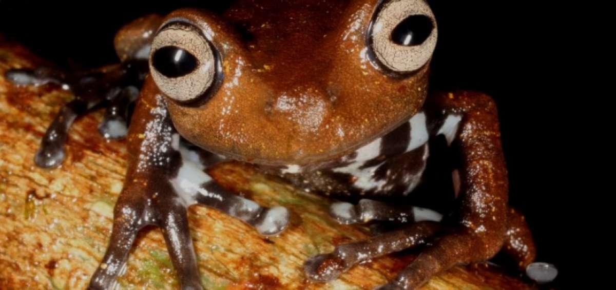 Ecuador elabora la lista roja de anfibios para su conservaci&oacute;n