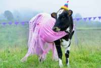 María Patricia, una vaca, festejó su cumpleaños con pastel, globos y un vestido rosa. 