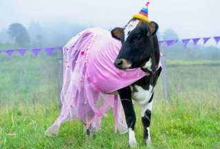 María Patricia, una vaca, festejó su cumpleaños con pastel, globos y un vestido rosa. 