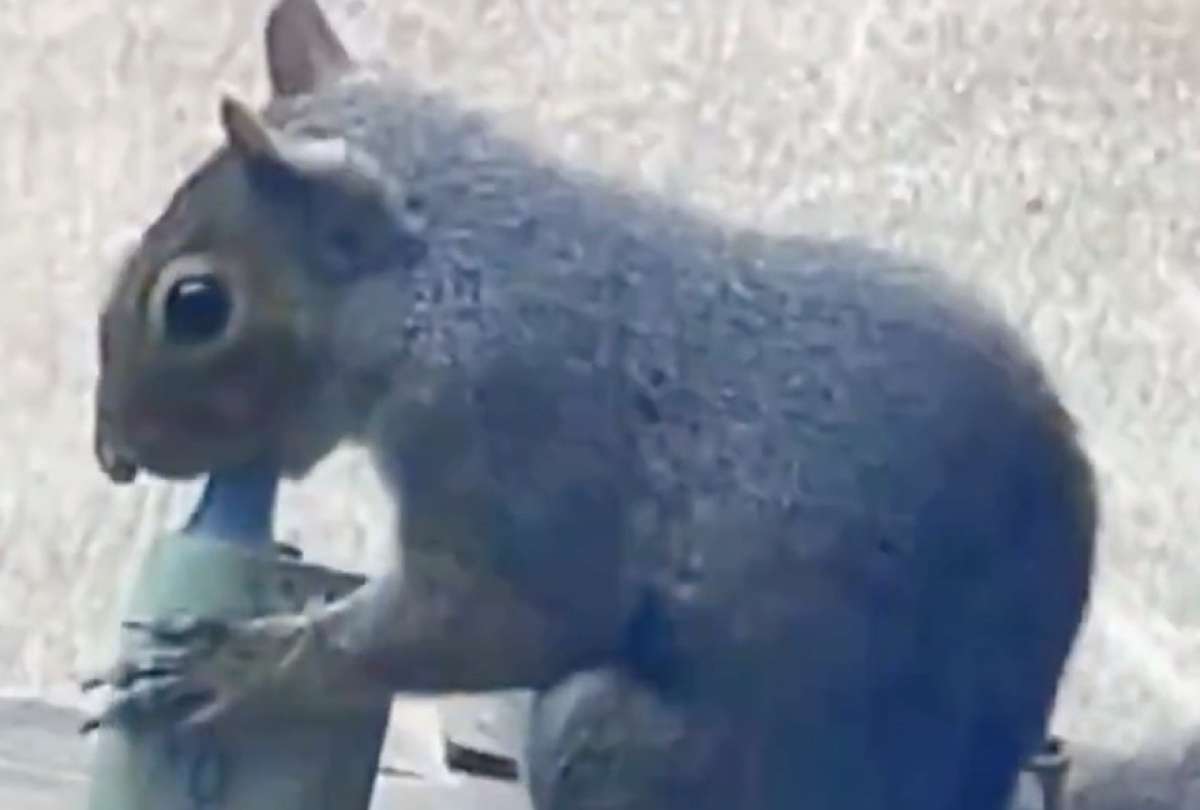 Los vapeadores contienen sustancias t&oacute;xicas que pueden afectar gravemente a los animales.