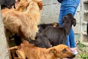 18 perros fueron rescatados al norte de Quito.