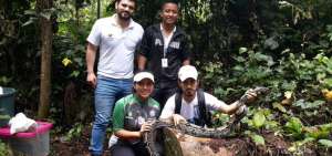 Quince boas y una anaconda est&aacute;n entre los reptiles reinsertados en su h&aacute;bitat.