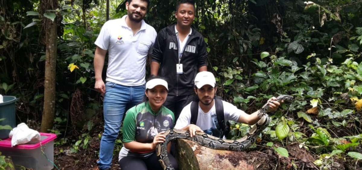 Quince boas y una anaconda est&aacute;n entre los reptiles reinsertados en su h&aacute;bitat.
