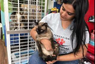 Los amantes de los gatos podrán adoptar uno en la plaza Guayarte, en Guayaquil. 