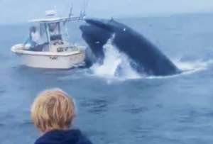 Una ballena destruyó una embarcación en Estados Unidos. 