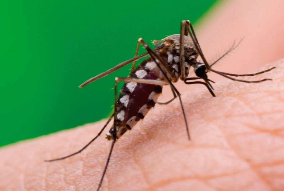 Se reporta el primer caso de chikungunya en Ecuador