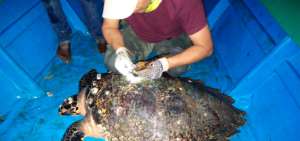 Ministerio realiza el primer marcaje de una tortuga carey hembra en Pun&aacute;