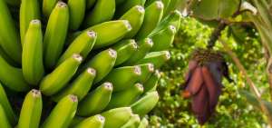 Los bananeros piden reforzar el control para evitar ingreso del hongo Fusarium