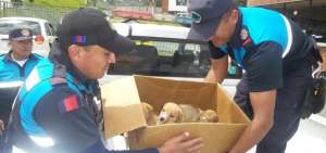 Agentes Metropolitanos durante el rescate de los cachorros.