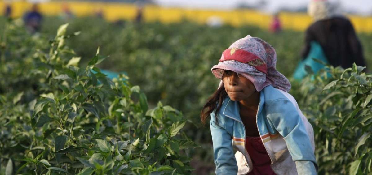 M&aacute;s de dos millones de menores trabajan en M&eacute;xico, seg&uacute;n estudio