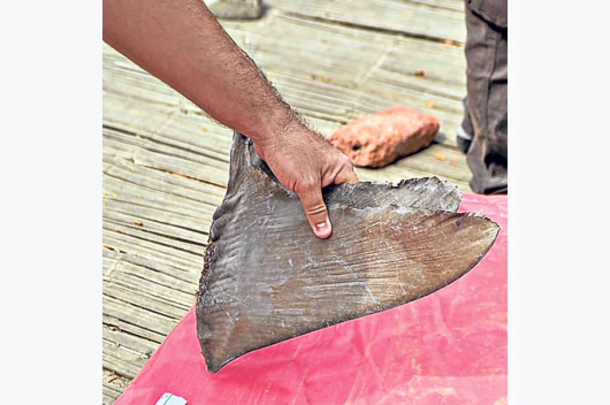 7 bi&oacute;logos estudian aletas decomisadas en Manta