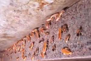 Un local de caldo de salchicha fue clausurado por insalubridad en Guayaquil.