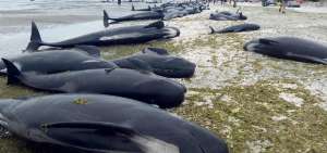 Las ballenas piloto, tambi&eacute;n conocidas como calderones, llegan a medir hasta seis metros de largo y son la especie m&aacute;s com&uacute;n en Nueva Zelanda.
