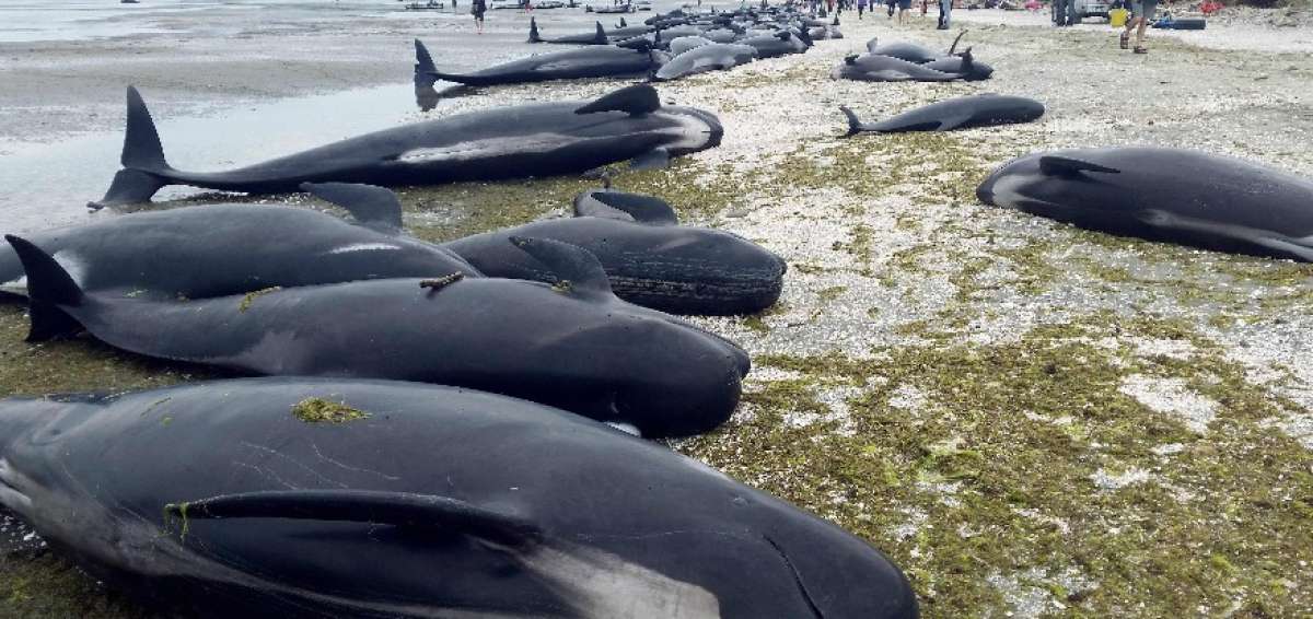 Las ballenas piloto, tambi&eacute;n conocidas como calderones, llegan a medir hasta seis metros de largo y son la especie m&aacute;s com&uacute;n en Nueva Zelanda.