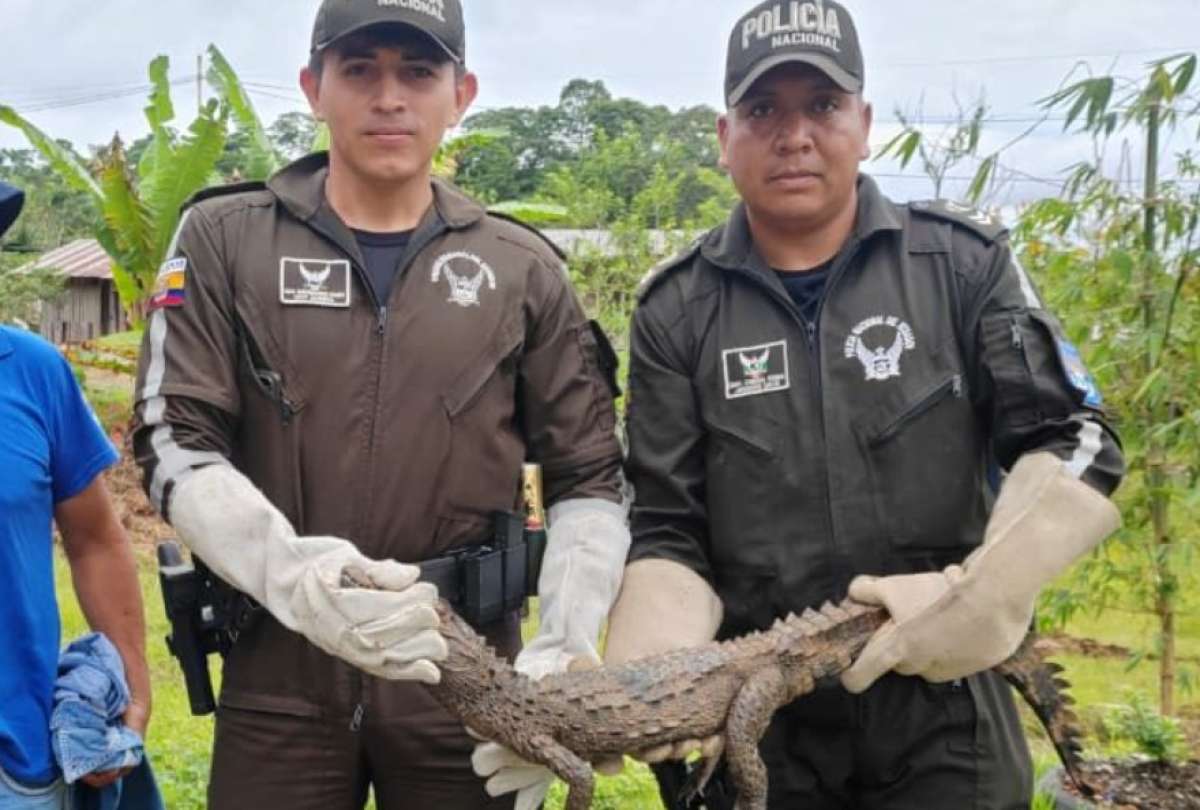 La Policía Nacional ejecuta opertivos periódicos contra el tráfico de especies. 