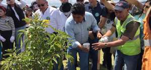 Quite&ntilde;os siembran 6.500 &aacute;rboles en iniciativa ambiental