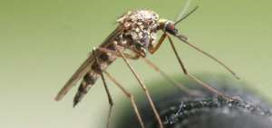 En Tena se registran 22 casos de dengue cl&aacute;sico