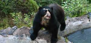 Ecozool&oacute;gico San Mart&iacute;n alberga a 55 animales rescatados del tr&aacute;fico ilegal